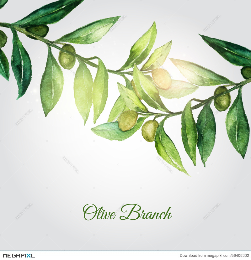 800x830 Vector Watercolor Hand Drawn Olive Branch Background With Green