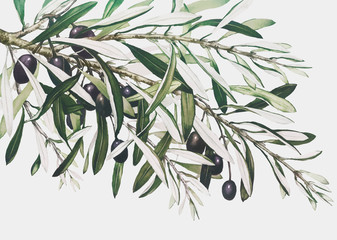 337x240 Watercolor Olive Branch Vector Photos, Royalty Free Images