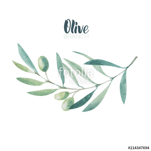 500x500 Watercolor Olive Branch Sketch Of Olive Branch On White
