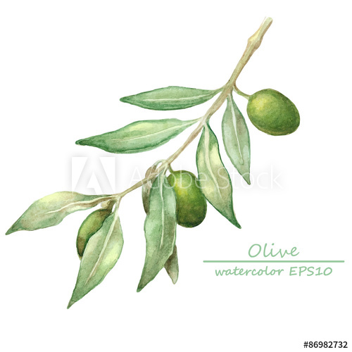 500x500 Watercolor Olive Branch Card