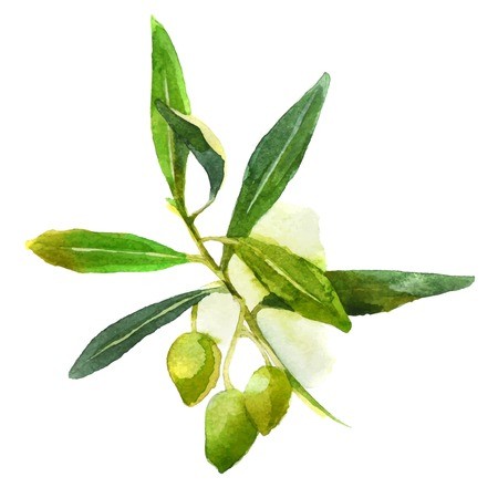 450x450 Watercolor Olive Branch With Green Olives Royalty Free Vector