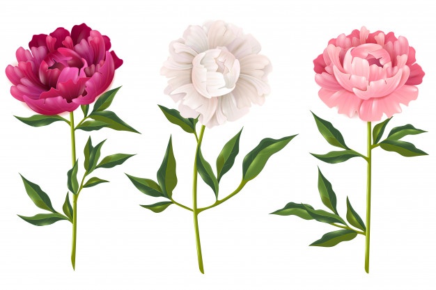 626x417 Peony Vectors, Photos And Free Download