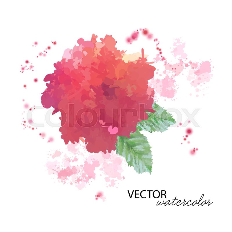 800x800 Vector Watercolor Peony Flowers On Stock Vector Colourbox