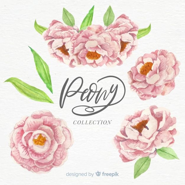 626x626 Collection Of Elegant Watercolor Peony Flowers Free Vector