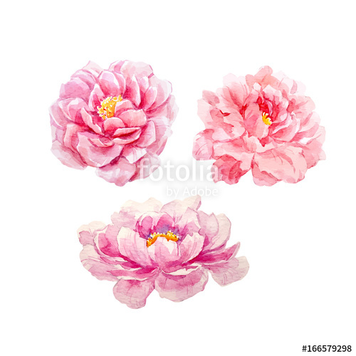 500x500 Watercolor Peony Vector Set Stock Image And Royalty Free Vector
