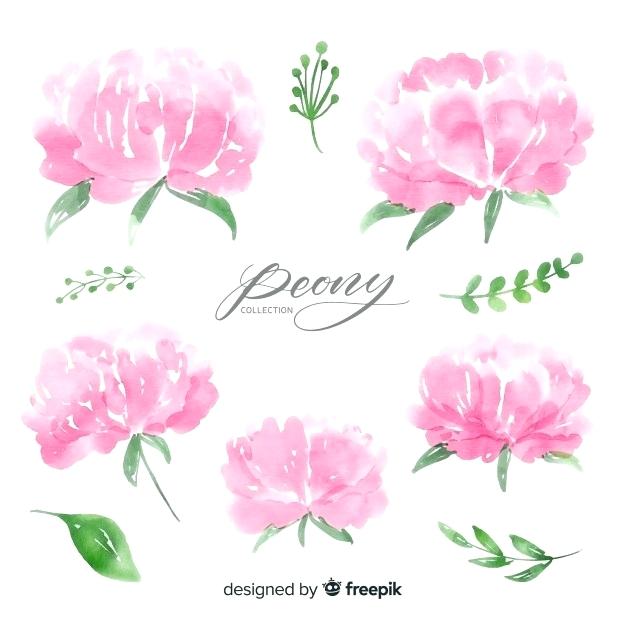 626x626 Peoony Flowers Vector