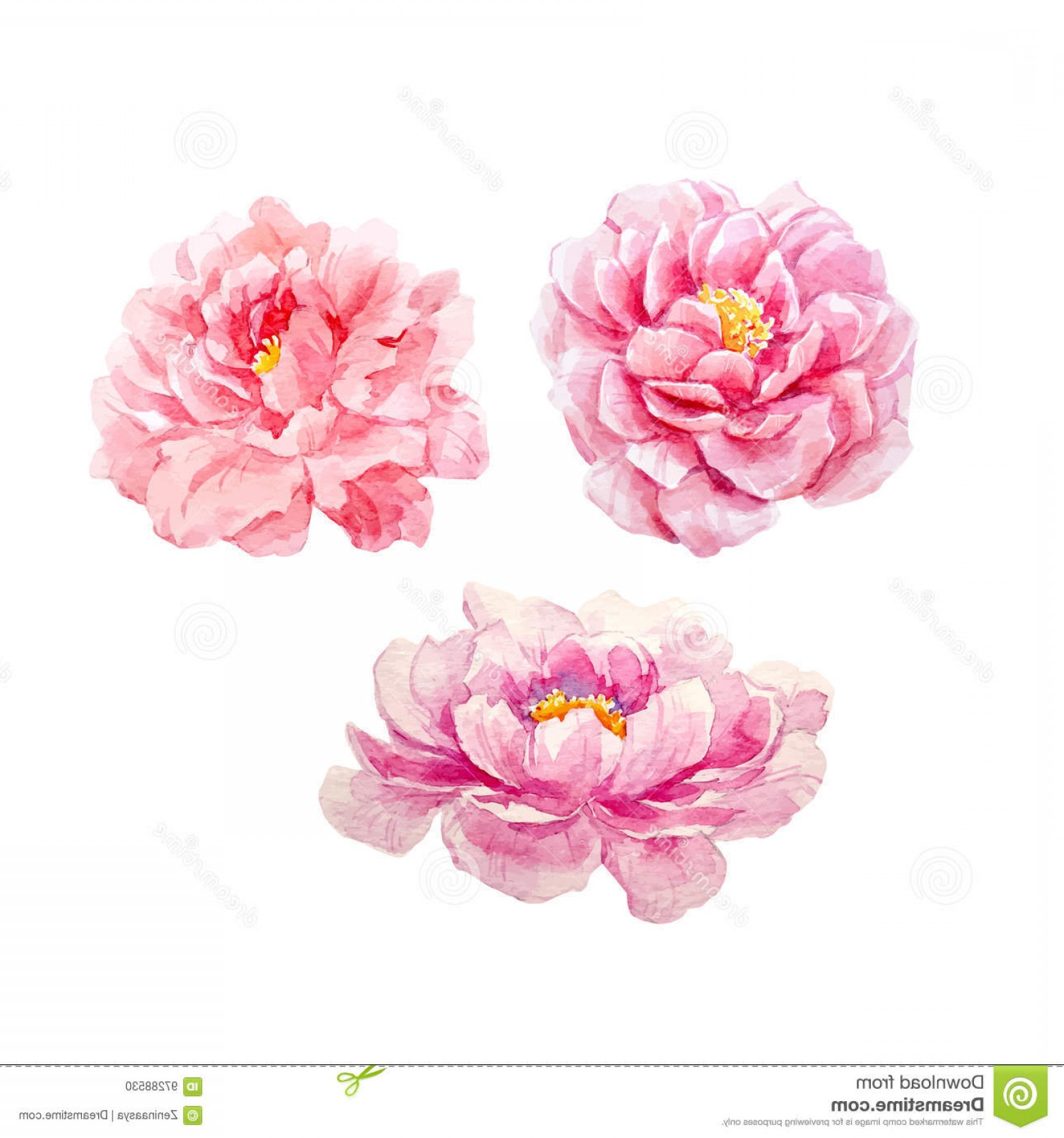 1560x1668 Illustrator Vector Flowers Peony Hoodamath