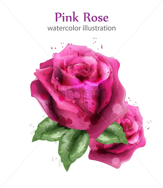 520x600 Pink Watercolor Roses Vector Background Beautiful Detailed Floral