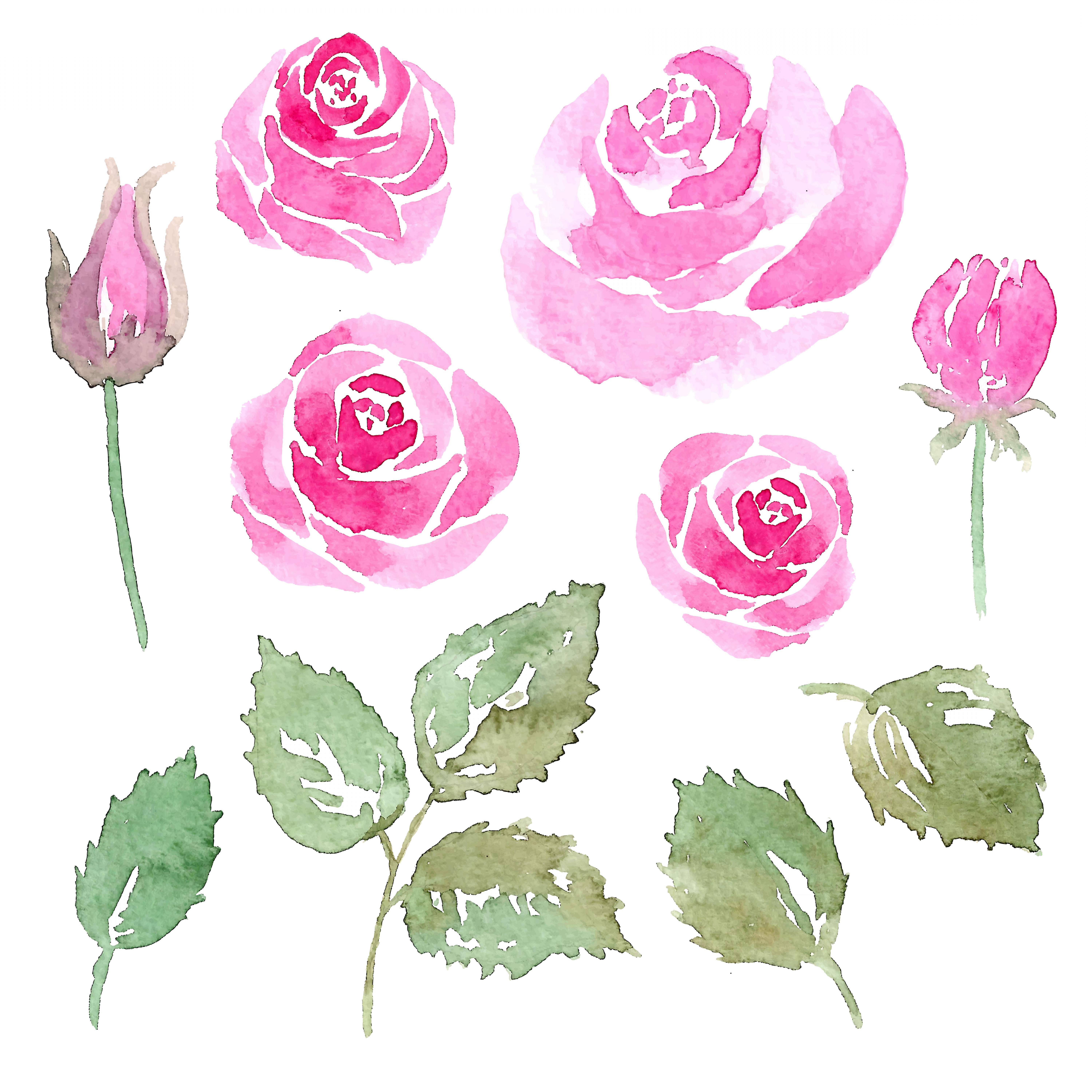 6000x6000 Watercolor Rose Vector Swatches Savoyuptown