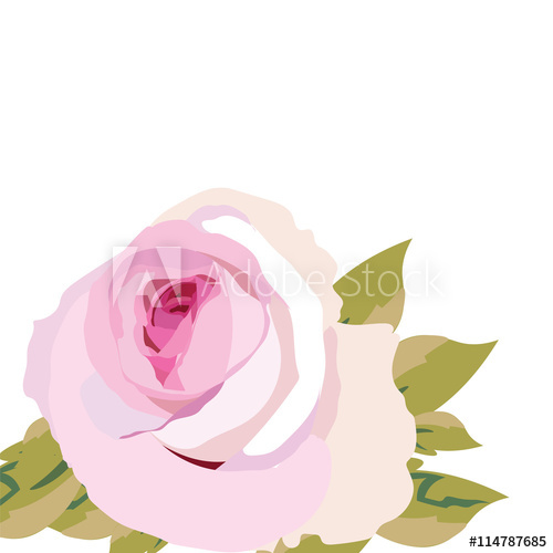 500x500 Watercolor Pink Rose Flower Isolated Vintage Watercolor Blooming