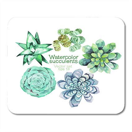 Watercolor Succulent Vector
