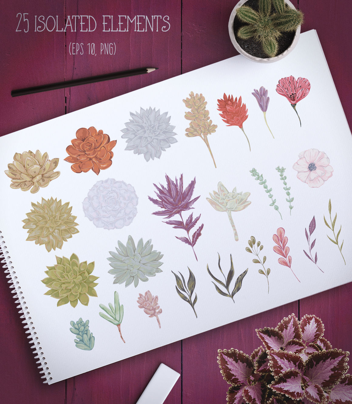 1160x1332 Vector Watercolor Succulents Set