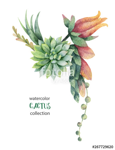 385x500 Watercolor Vector Bouquet Of Cacti And Succulent Plants Isolated