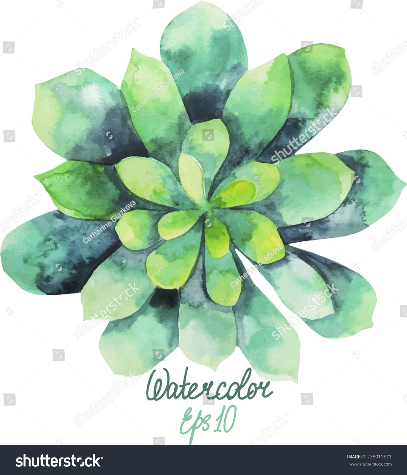 1373x1600 Green Watercolor Succulent Vector Plant Flowers