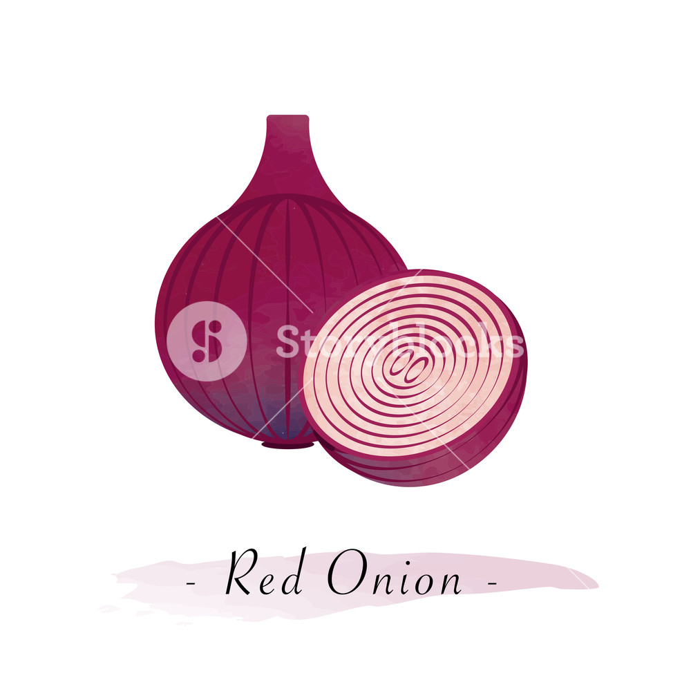 1000x1000 Colorful Watercolor Texture Vector Healthy Vegetable Red Onion