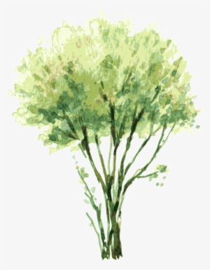 300x385 Watercolor Tree Png, Transparent Watercolor Tree Png Image Free