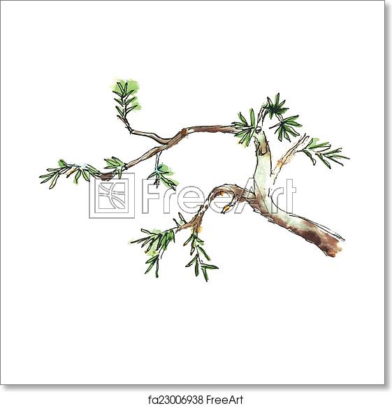561x581 Free Art Print Of Branch Of Juniper Tree, Vector Illustration