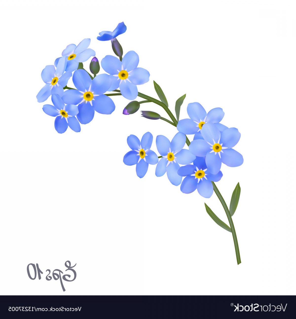 1200x1296 Get For Me Not Flower Watercolor Vector Art Createmepink