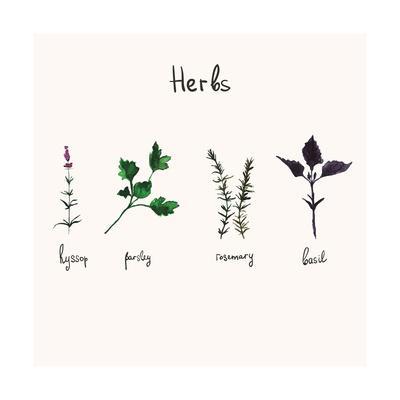 400x400 Kitchen Herbs Watercolor Vector Botanical Collection Of Basil