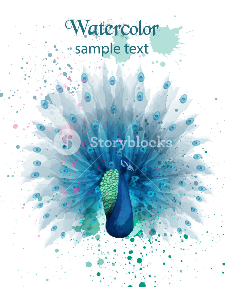 787x1000 Peacock Watercolor Vector Beautiful Bird Design, Colorful Paint