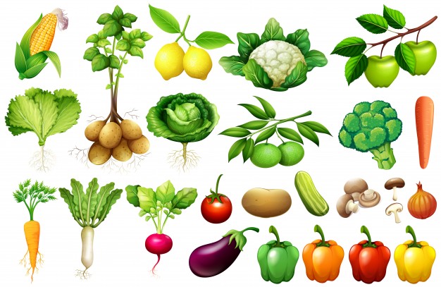 Vegetables Vectors, Photos And Free Download 626x407 Vegetables Vectors, Photos And Free Download