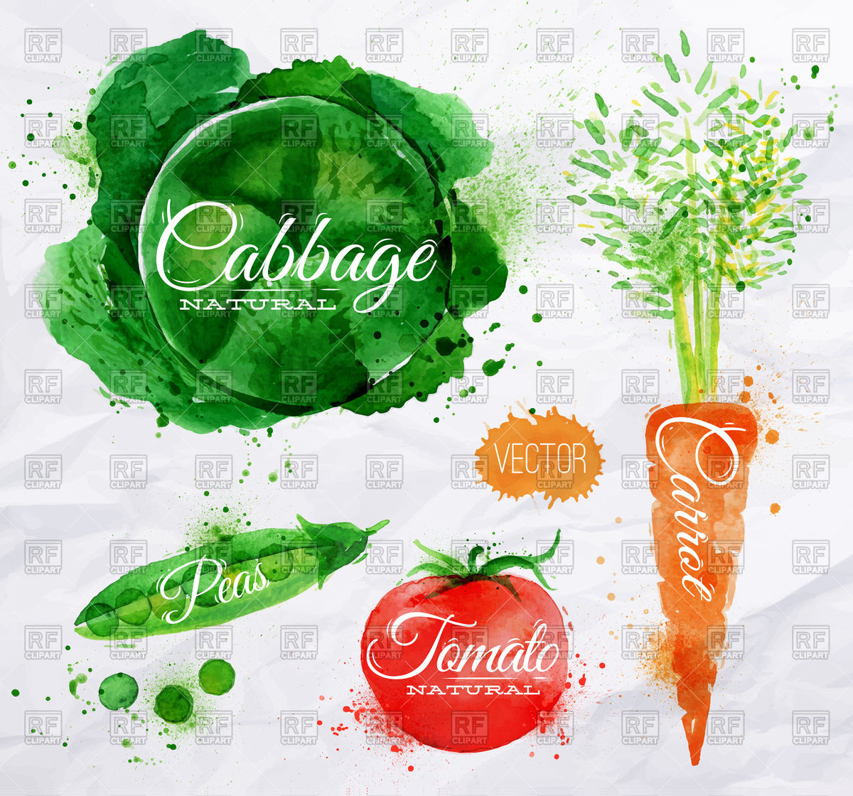 Vegetables Set Drawn Watercolor Blots Vector Image Of Food 1200x1120 Vegetables Set Drawn Watercolor Blots Vector Image Of Food