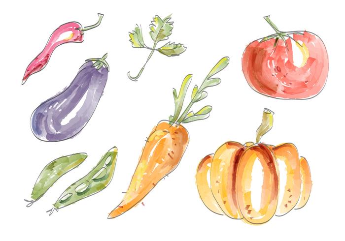 Watercolor Vegetables Vector Set Illustration 700x490 Watercolor Vegetables Vector Set Illustration