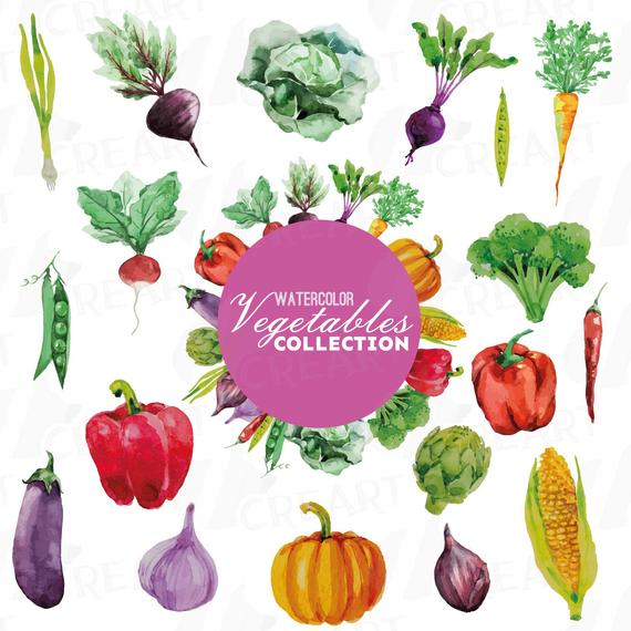 Watercolor Vegetables Clip Art Pack Green And Colorful Etsy 570x570 Watercolor Vegetables Clip Art Pack Green And Colorful Etsy