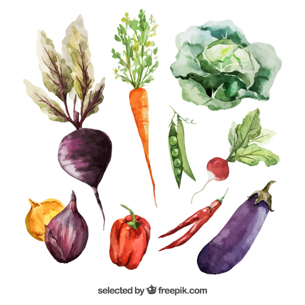 Watercolor Vegetables Vector Free Download 626x626 Watercolor Vegetables Vector Free Download
