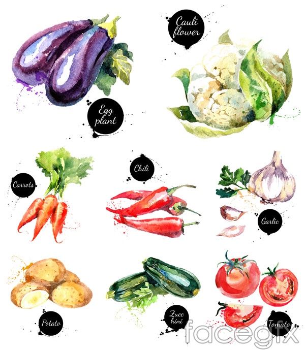 Watercolor Vegetables Vector Food Graphic Watercolor 600x689 Watercolor Vegetables Vector Food Graphic Watercolor