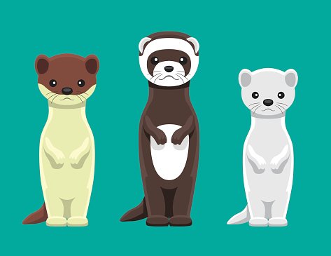 473x365 Weasel Mink Ferret Doll Set Cartoon Vector Illustration Premium