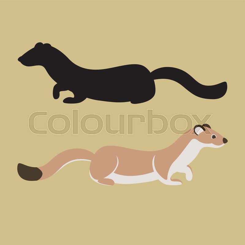 800x800 Weasel Vector Illustration, Flat Stock Vector Colourbox