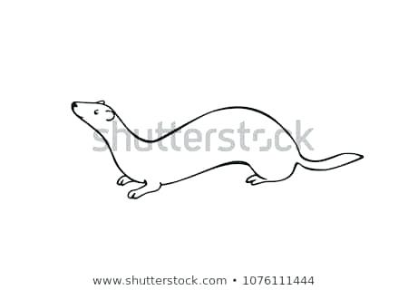 450x320 How To Draw A Weasel