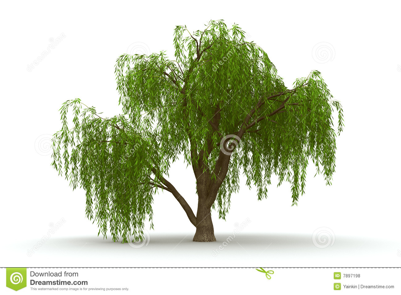 1300x957 Weeping Willow Tree Vector Images