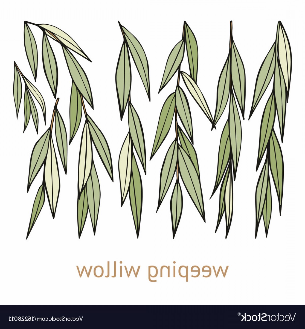 1200x1296 Weeping Willow Hand Drawing Set Of Vector Soidergi