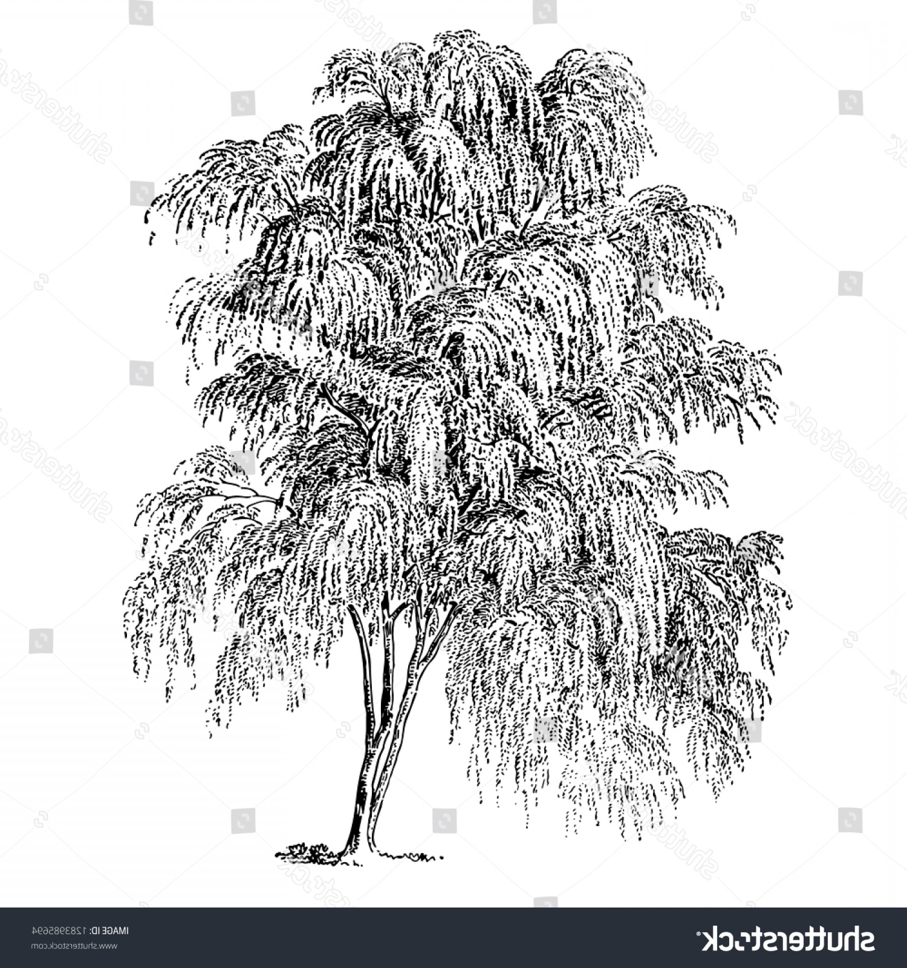 1800x1920 Weeping Willow Tree Vintage Illustrations Wallkeeper