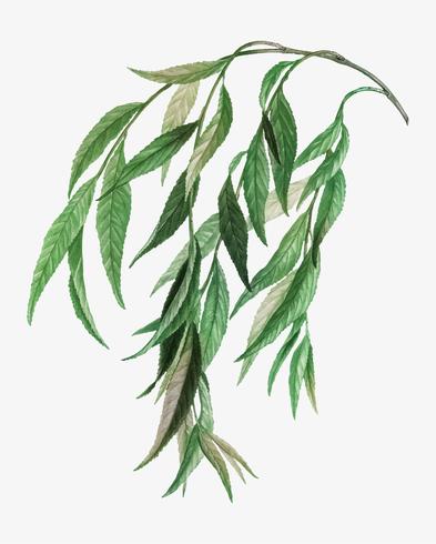 Weeping Willow Tree 393x490 Weeping Willow Tree