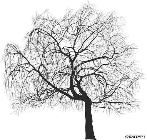 Weeping Willow Tree Stock Image And Royalty Free Vector 500x476 Weeping Willow Tree Stock Image And Royalty Free Vector