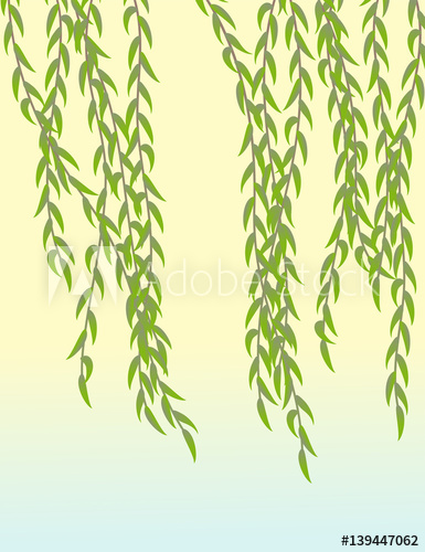 Weeping Willow Vector Illustration Spring Foliage 385x500 Weeping Willow Vector Illustration Spring Foliage