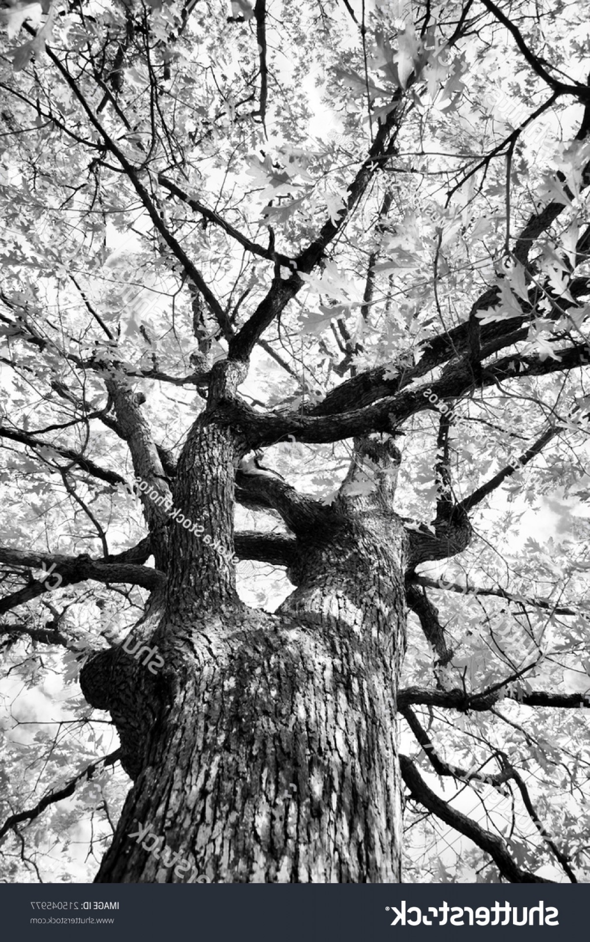 Whimsical Weeping Willow Tree Vector Boozeworthy 1204x1920 Whimsical Weeping Willow Tree Vector Boozeworthy