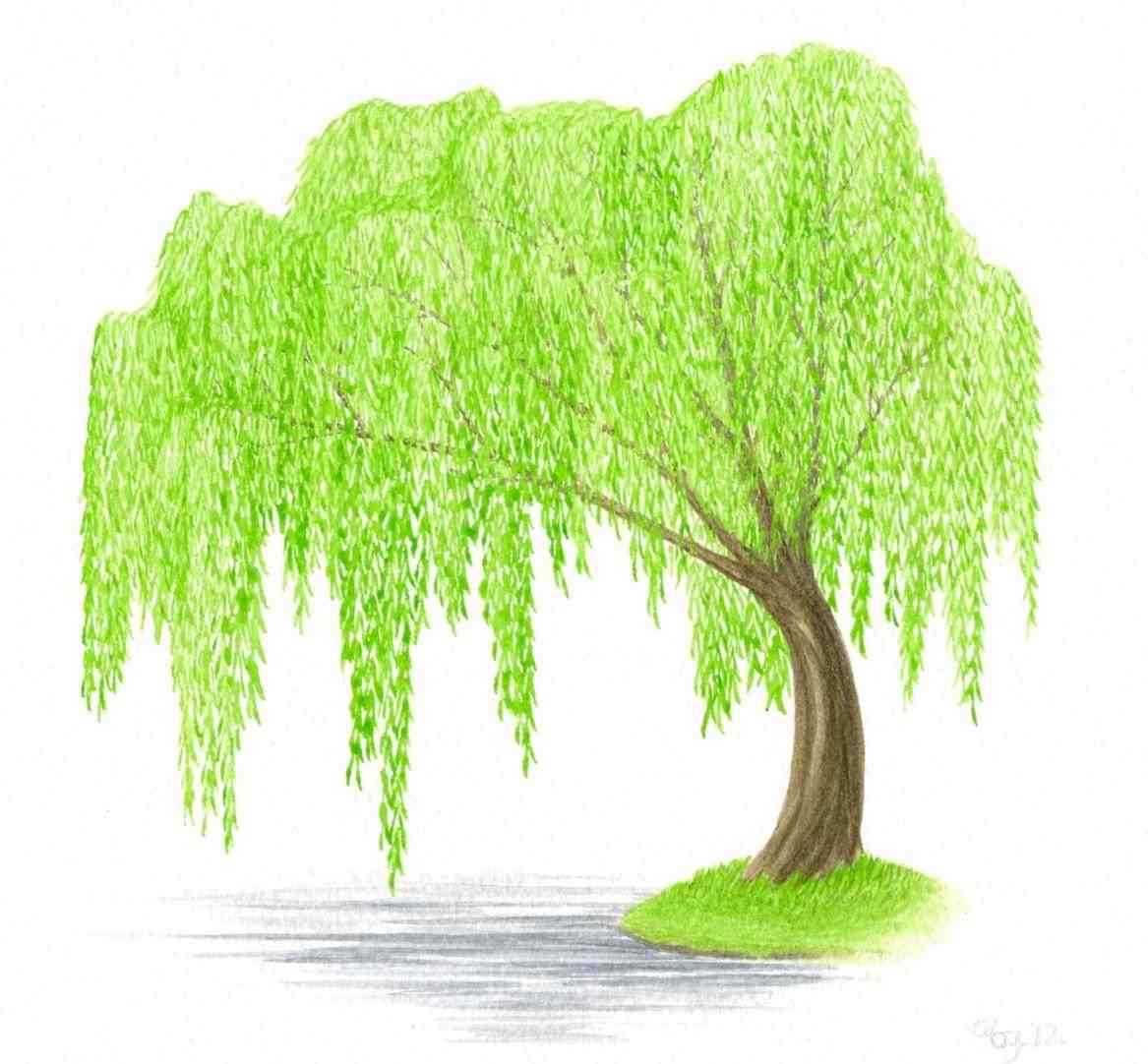 1167x1082 Willow Tree Clipart