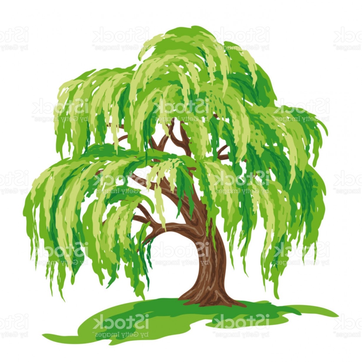 Willow Tree Vector Drawing Gm Soidergi 1228x1228 Willow Tree Vector Drawing Gm Soidergi