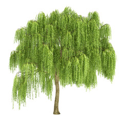 Willow Tree Photos, Royalty Free Images, Graphics, Vectors 240x240 Willow Tree Photos, Royalty Free Images, Graphics, Vectors