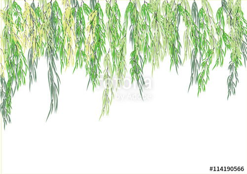 500x354 Willow Tree Branch,weeping Tree For Object Or Background,vector