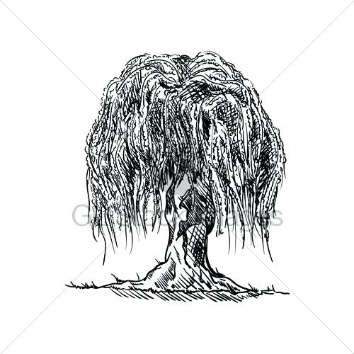 Drawing Willow Tree 500x500 Drawing Willow Tree