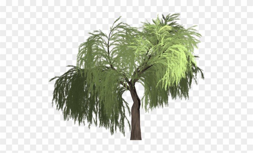 840x508 Collection Of Willow Tree Vector