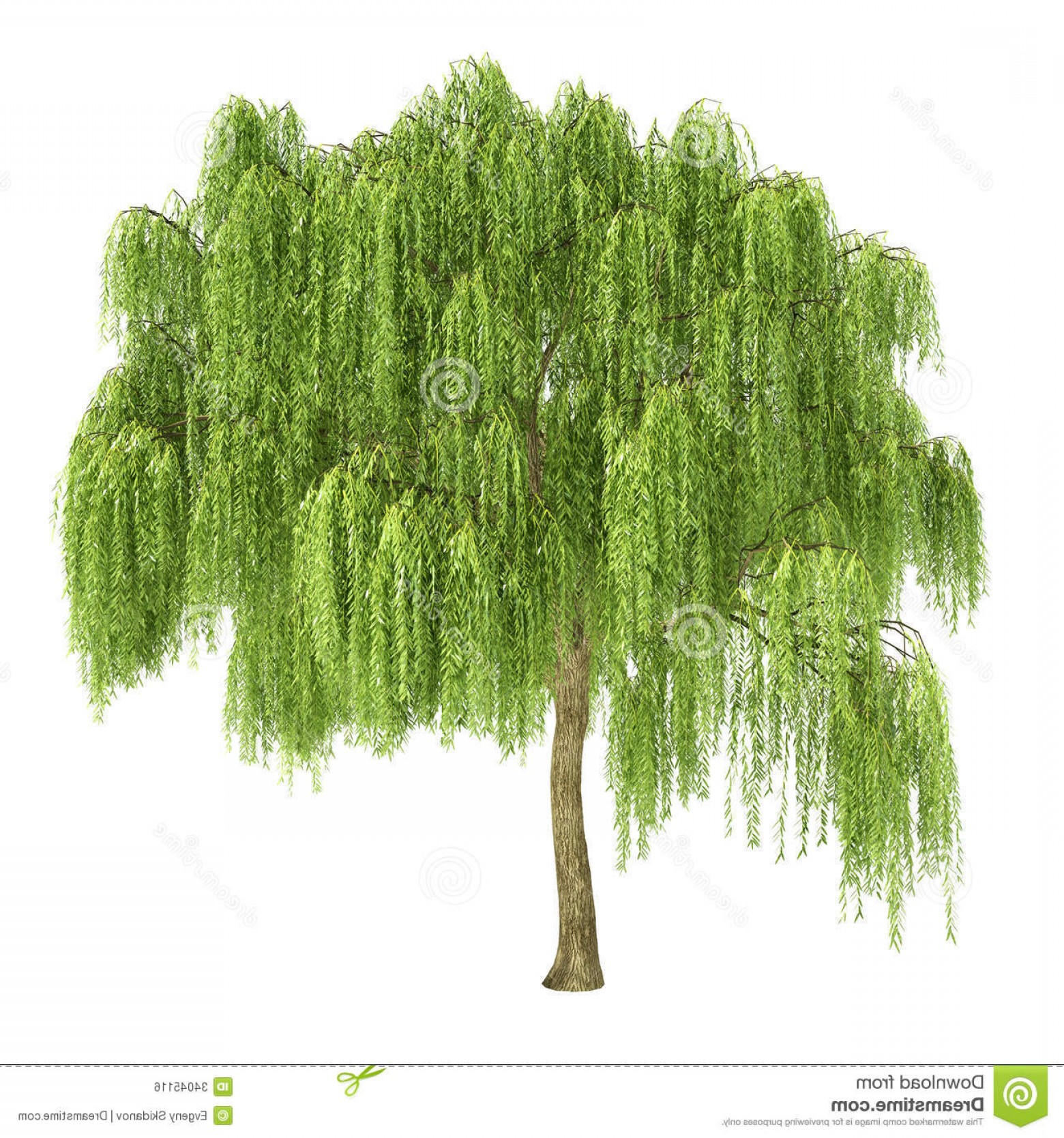 Weeping Willow Vector at Vectorified.com | Collection of Weeping Willow ...