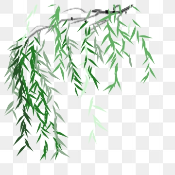 Weeping Willow Png Images Vector And Free Download 360x360 Weeping Willow Png Images Vector And Free Download
