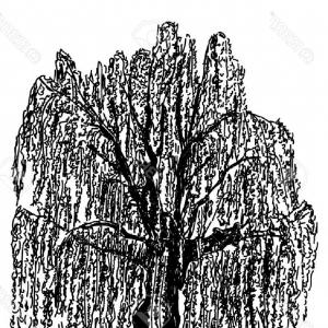Weeping Willow Tree Vector Clipart Bare Wallkeeper 300x300 Weeping Willow Tree Vector Clipart Bare Wallkeeper