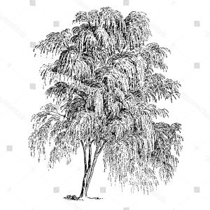 Willow Tree Branch Frame Background Weeping Wallkeeper 300x300 Willow Tree Branch Frame Background Weeping Wallkeeper